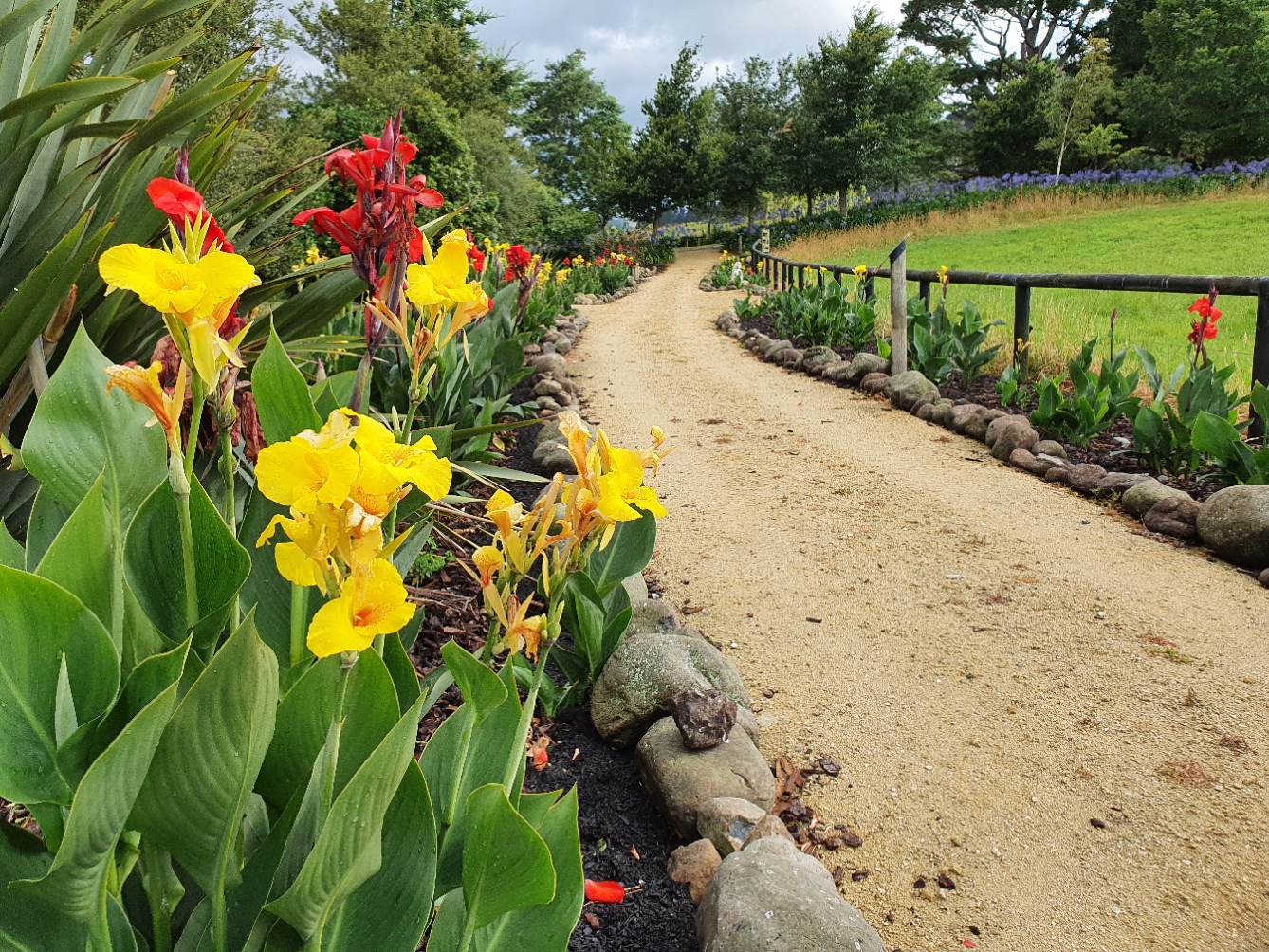 Canna Alley.  Initially started with four plants.  Divided into 40 the next year.  And 400 the next.