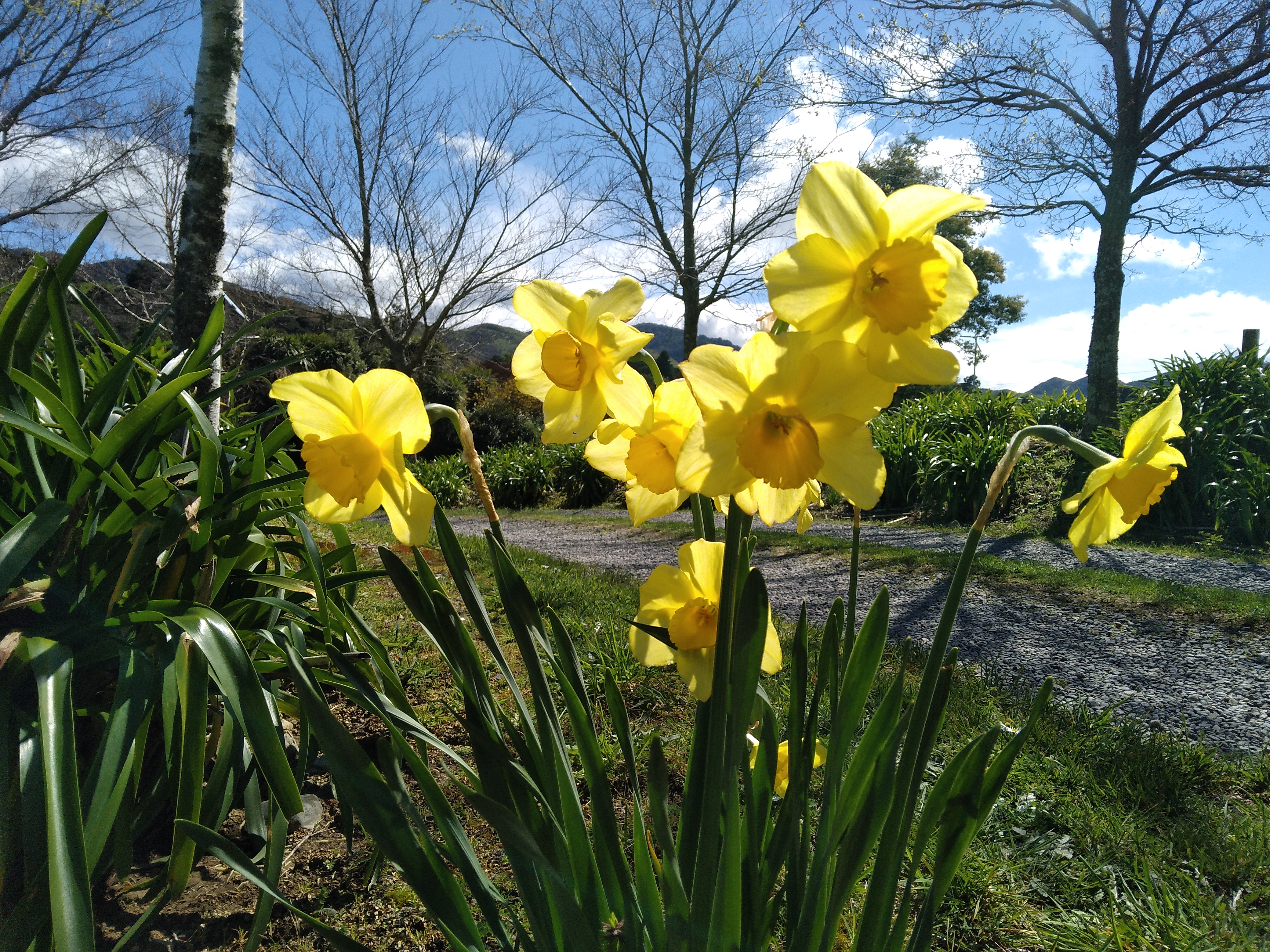 Daffodils!