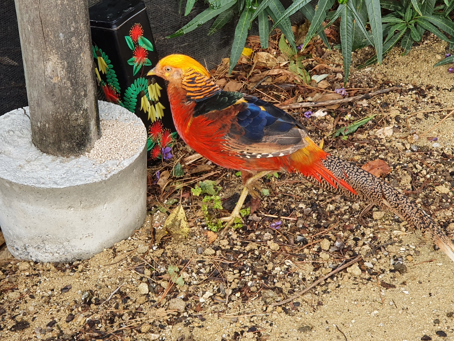 Diggly the Golden Pheasant