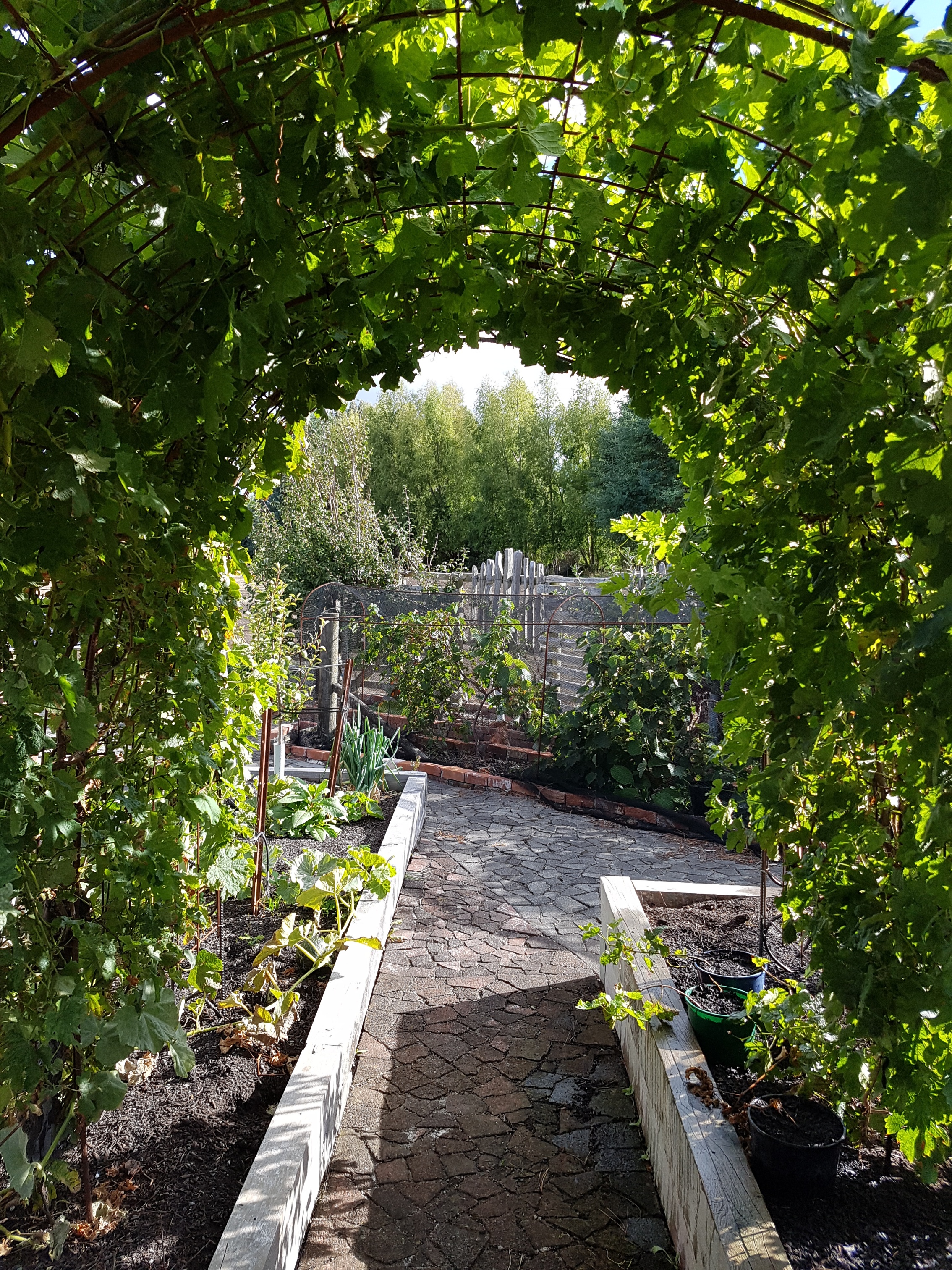 The Grape Arch